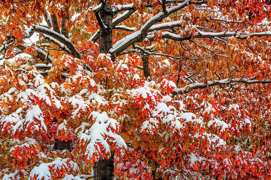 Fall Photograph - Seasons Of Change #1 by Bill Sherrell
