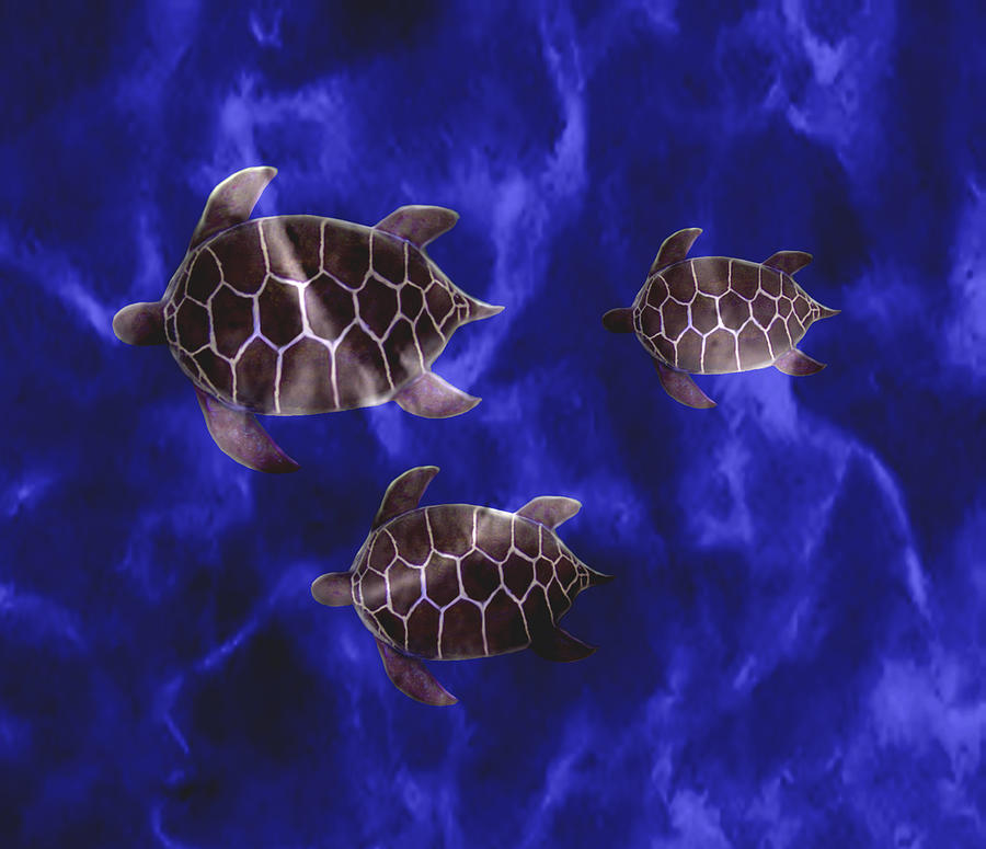www seaturtle www seaturtle
