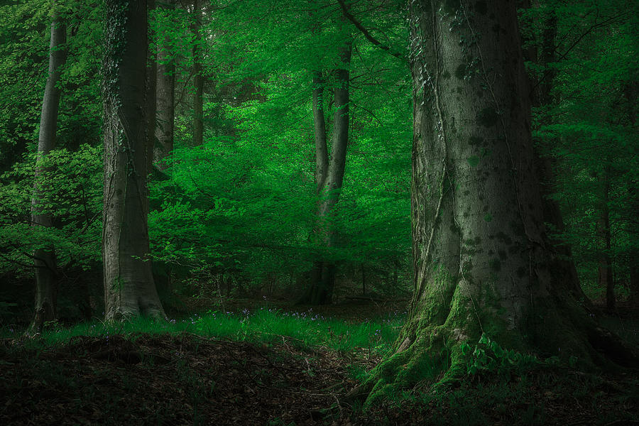 Secret Life Of Trees #1 Photograph by Milos Lach
