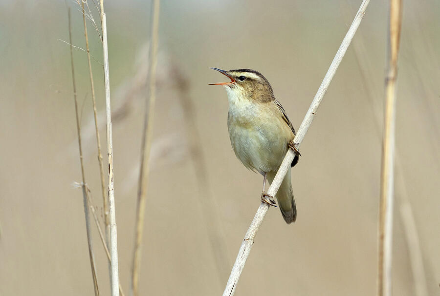 Sedge Warbler Singing, Greylake Rspb Reserve, Somerset #1 Photograph by ...