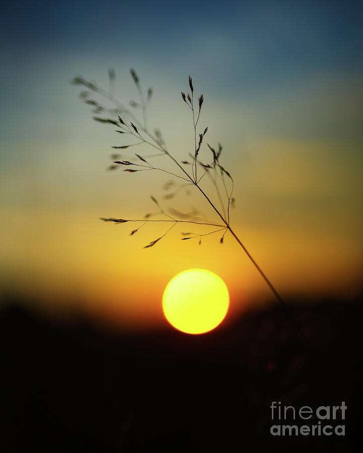 Selective focus sunset #1 Photograph by Ragnar Lothbrok