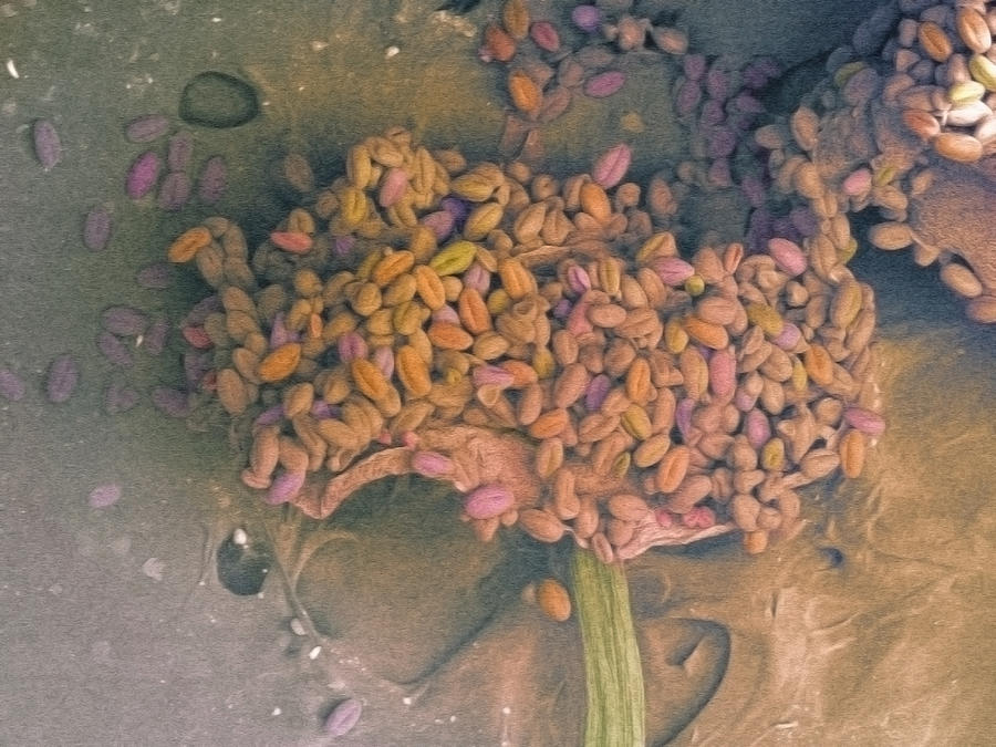 Nature Digital Art - Sem Image Of Pollen Grains #1 by M. Suchea And I.v. Tudose