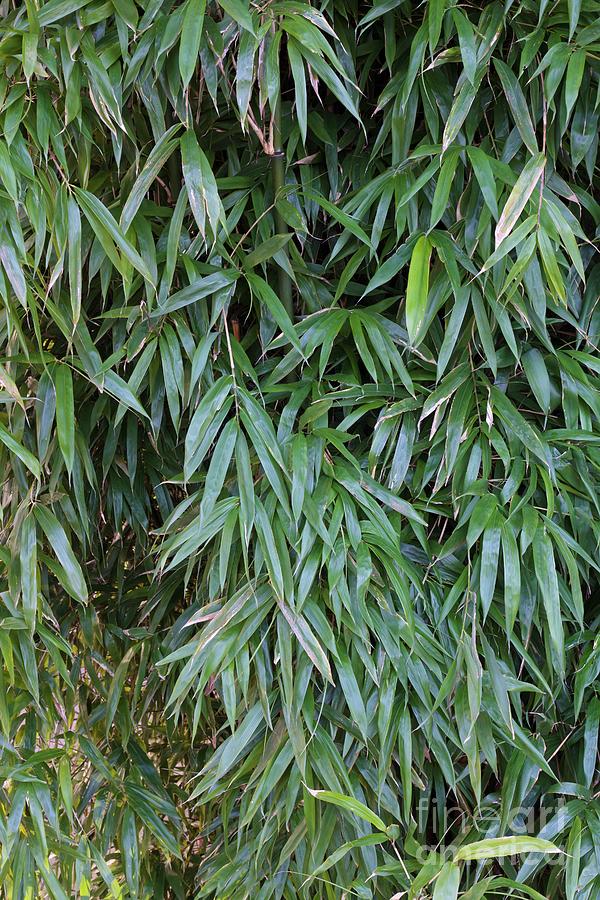 Semiarundinaria Fastuosa Photograph by Geoff Kidd/science Photo Library ...