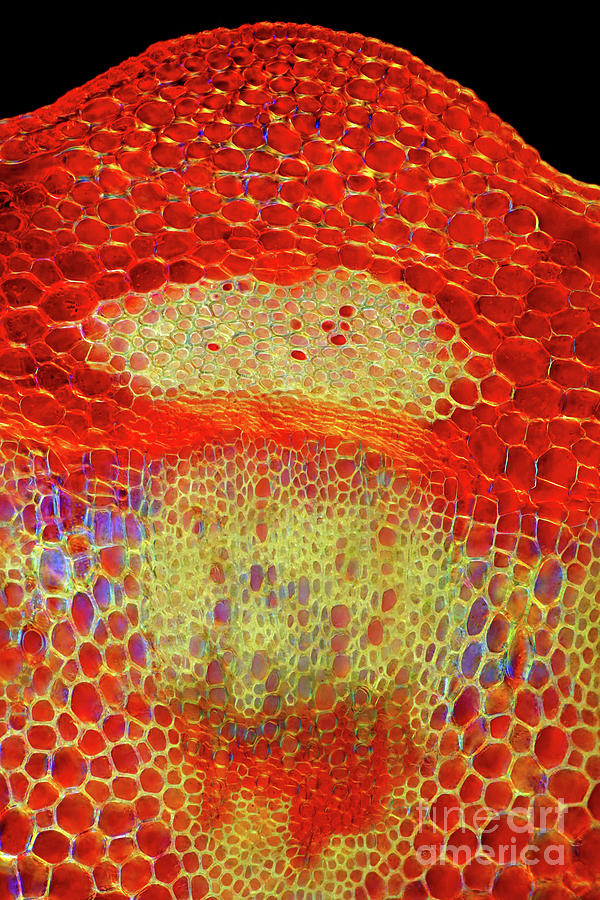 Senecio Sp. Vascular Bundle #1 Photograph by Marek Mis/science Photo Library
