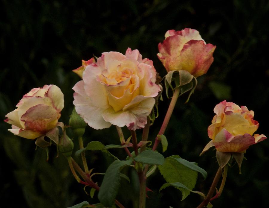 September Roses #1 Photograph by Richard Cummings