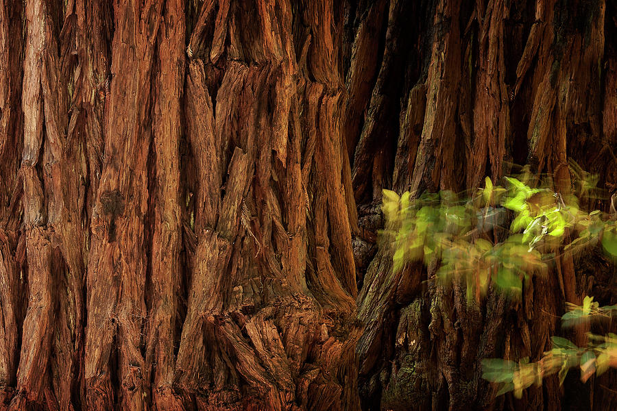 Tree Photograph - Sequoia #1 by Niall Whelan
