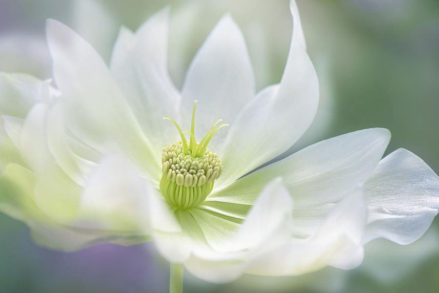 Flower Photograph - Serene #1 by Jacky Parker
