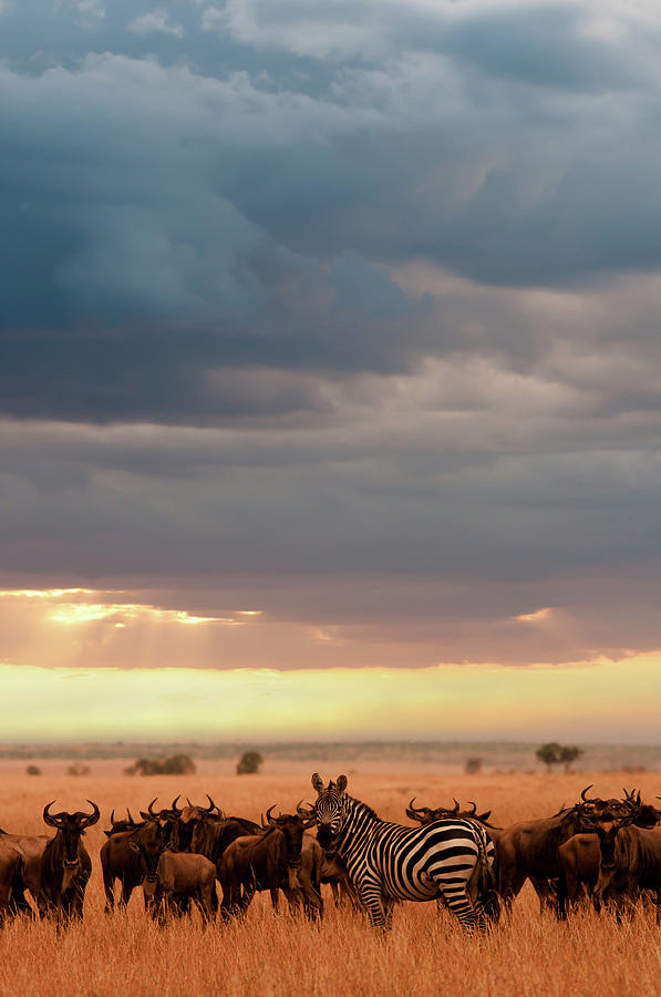 Serengeti #1 Photograph by Boezie