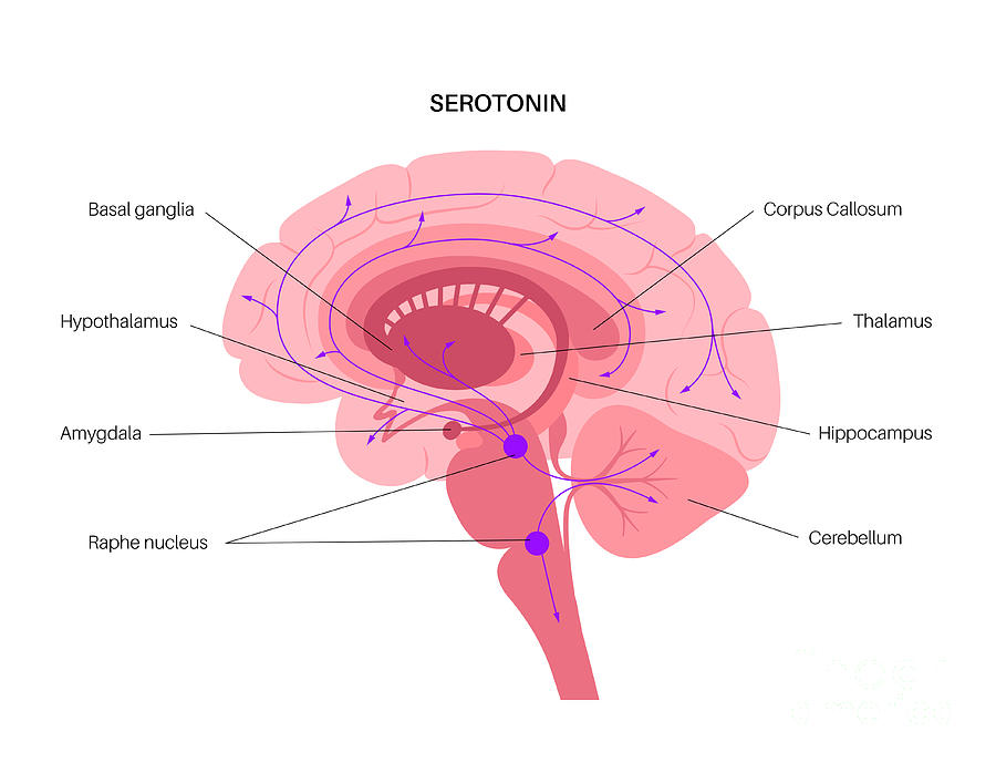 Serotonin Pathway In Brain #1 Photograph by Pikovit / Science Photo Library