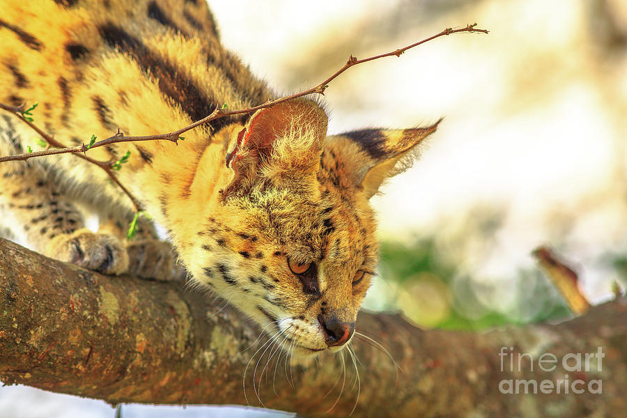 Serval on a tree #1 Photograph by Benny Marty