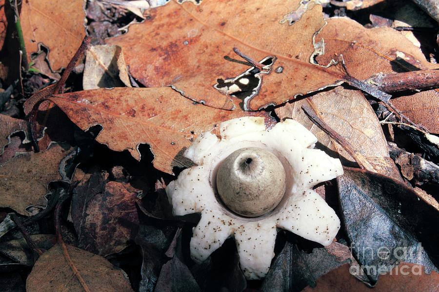 Sessile Earthstar (geastrum Fimbriatum) #1 Photograph by John Wright/science Photo Library