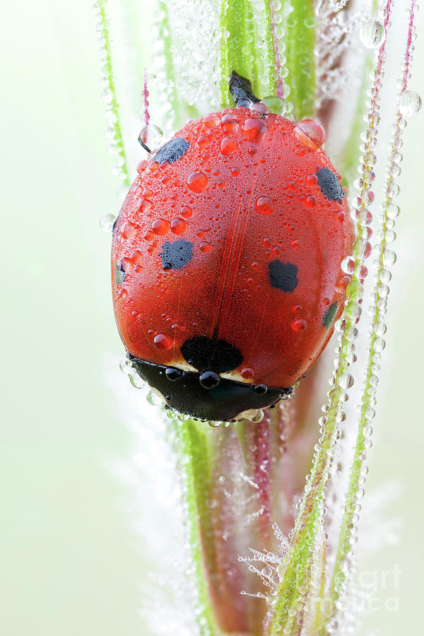 Seven Spot Ladybird #1 By Ozgur Kerem Bulur Science Photo Library