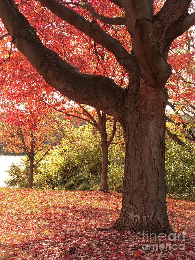 Shading Autumn Photograph by Ann Horn