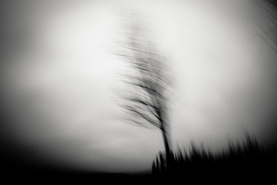 Tree Photograph - Shadow Dancer #1 by Dorit Fuhg