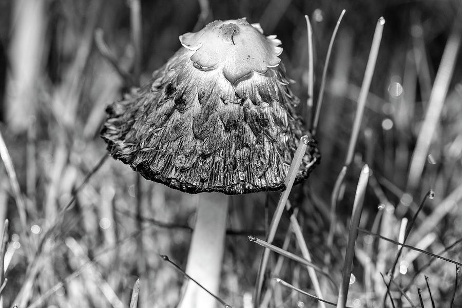 Shaggy Mane Mushroom Photograph