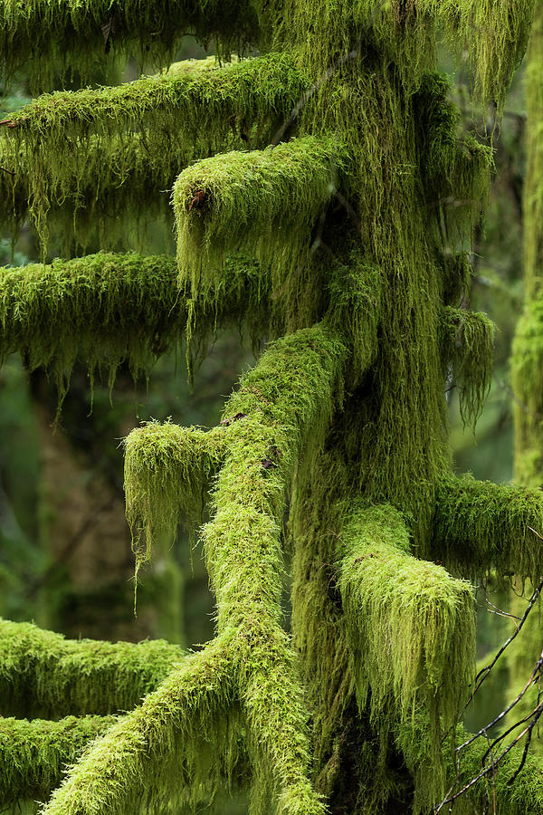 Shaggy Moss by Robert Potts Shaggy Moss by Robert Potts