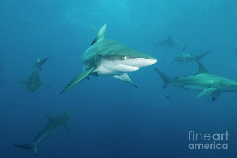 Sharks #1 Photograph by Roger Munns, Scubazoo/science Photo Library