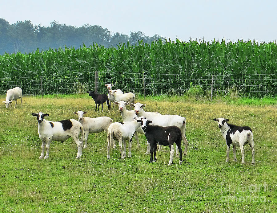 Sheep and Cornfield  8699 #1 Photograph by Jack Schultz