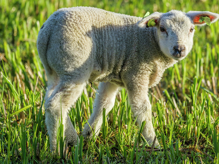 Sheep And Pasture, Netherlands #1 Photograph by Don White Sheep And Pasture, Netherlands #1 Photograph by Don White