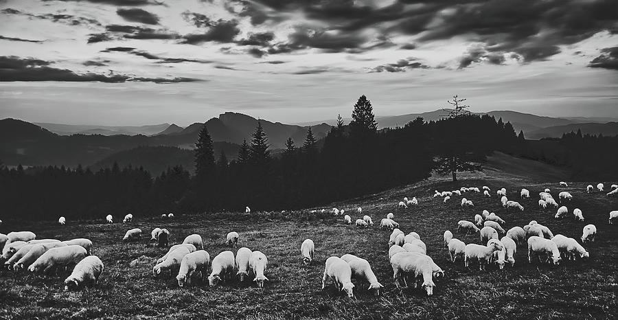 Sheep At Sunset #1 Photograph by Mountain Dreams