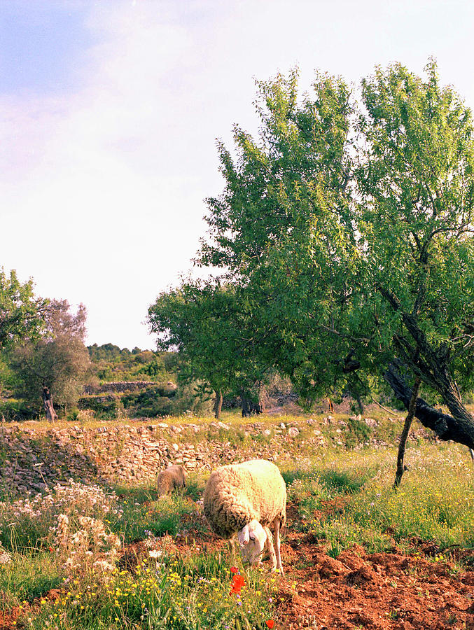 Sheep Grazing In Pasture On Ibiza Island, Spain #1 Photograph by Jalag / Oliver Schwarzwald
