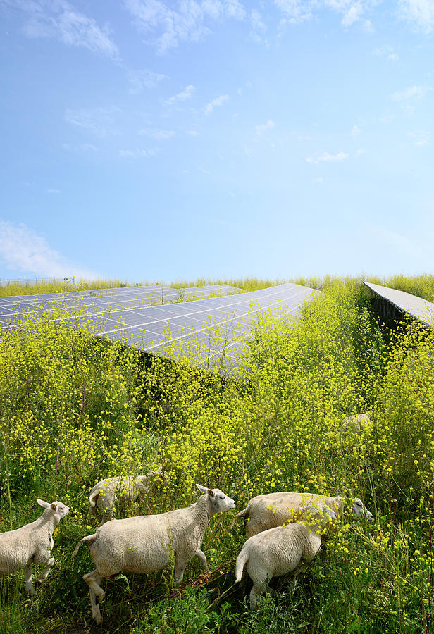 Sheep Digital Art - Sheep Grazing Mustard Plants At Solar Farm, Geldermalsen, Gelderland, Netherlands #1 by Mischa Keijser