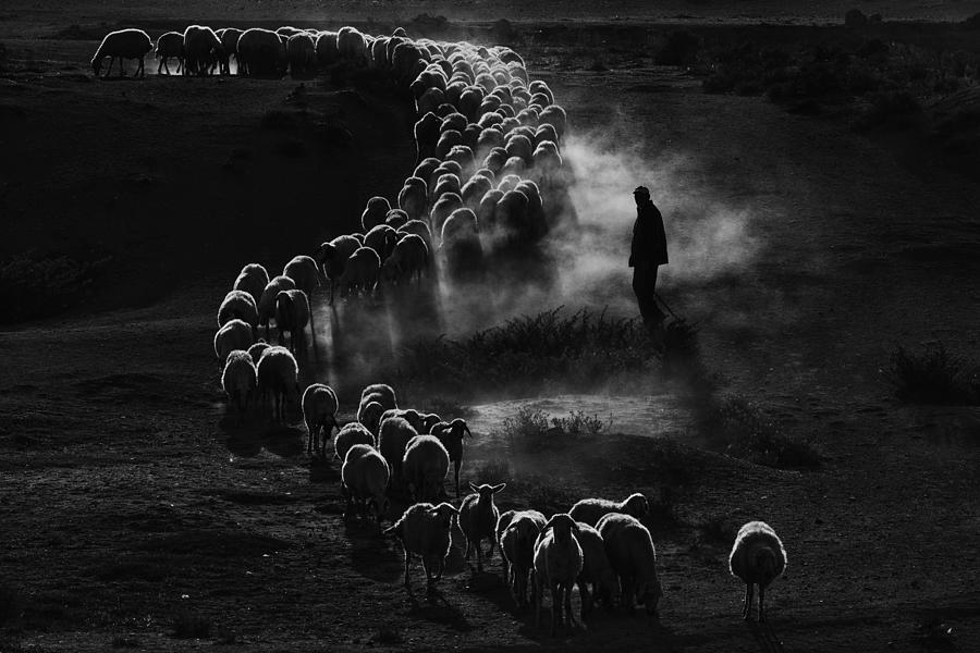 Sheep Herd #1 Photograph by Emir Ba?c?