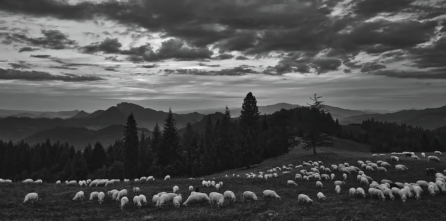 Sheep In The Meadow - Sunset #1 Photograph by Mountain Dreams