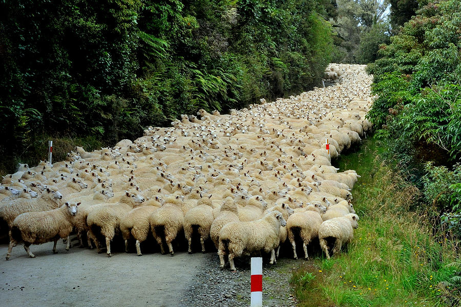 Sheep Photograph - Sheep River #1 by Yair Tzur