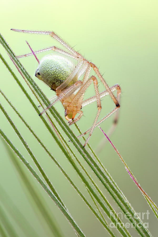 Nature Photograph - Sheetweb Spider #1 by Ozgur Kerem Bulur/science Photo Library