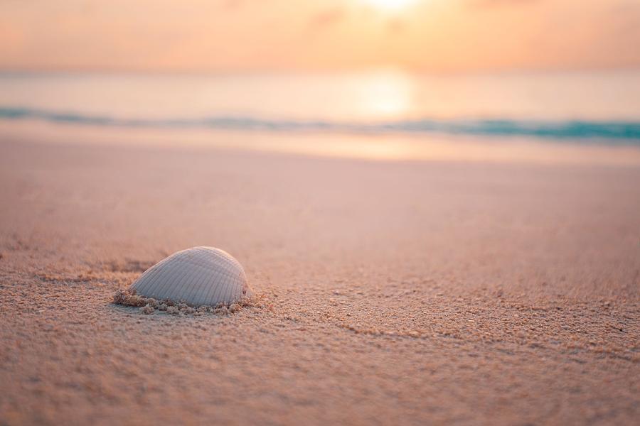 Up Movie Photograph - Shell On Beach Sunset At The Sea Beach #1 by Levente Bodo