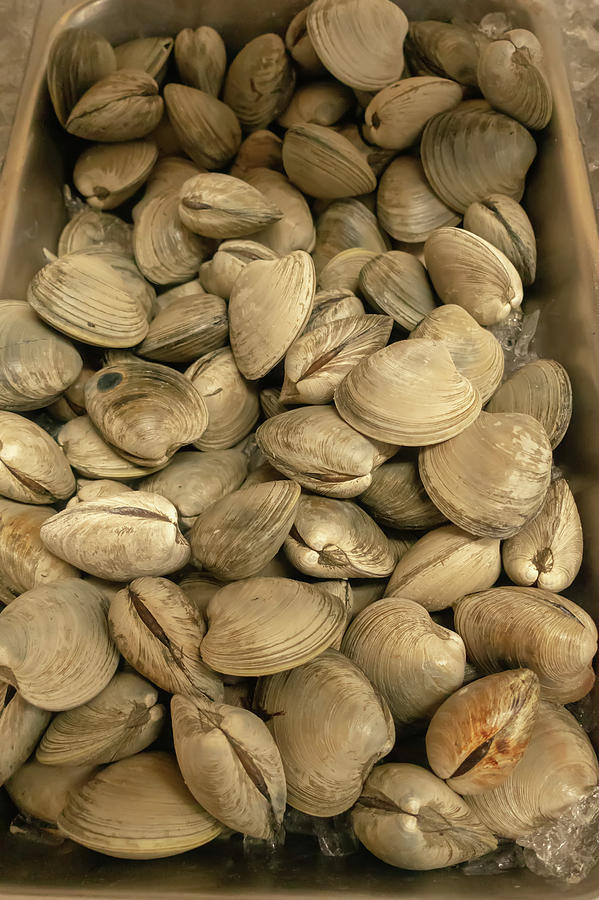 Shellfish Clams On Display For Sale After Harvest #1 Photograph by Alex Grichenko