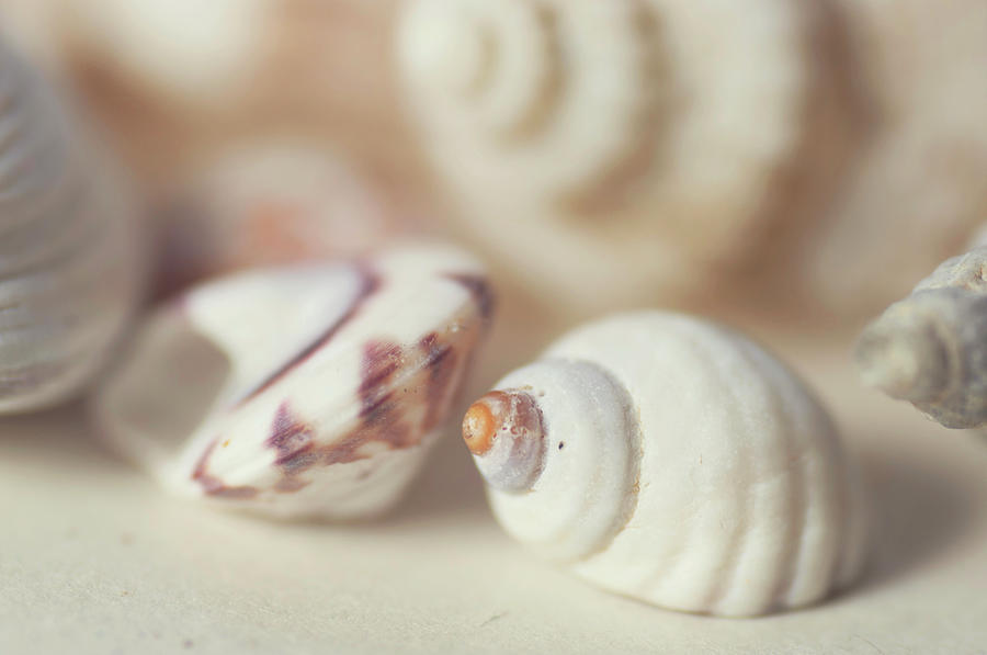 Shells #1 Photograph by Jill Ferry Photography