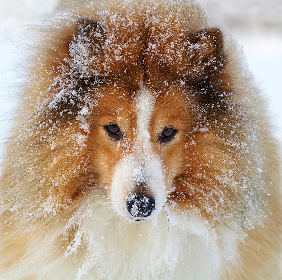Winter Photograph - Sheltie Dog #1 by Allan Wallberg
