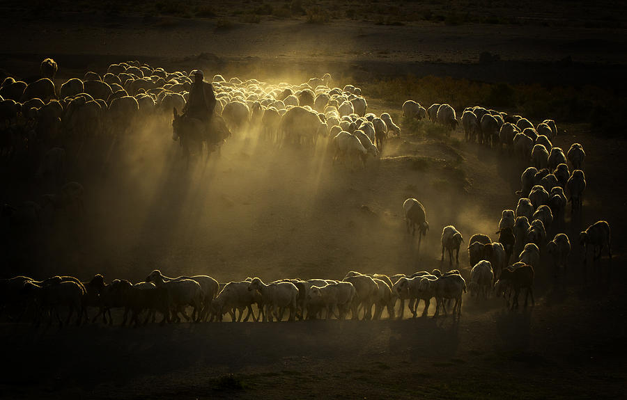 Shep Herd #1 Photograph by Feyzullah Tun