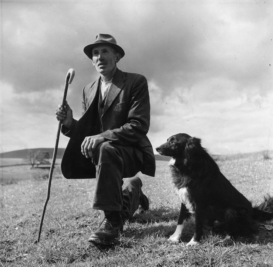 Shepherd #1 Photograph by Bert Hardy