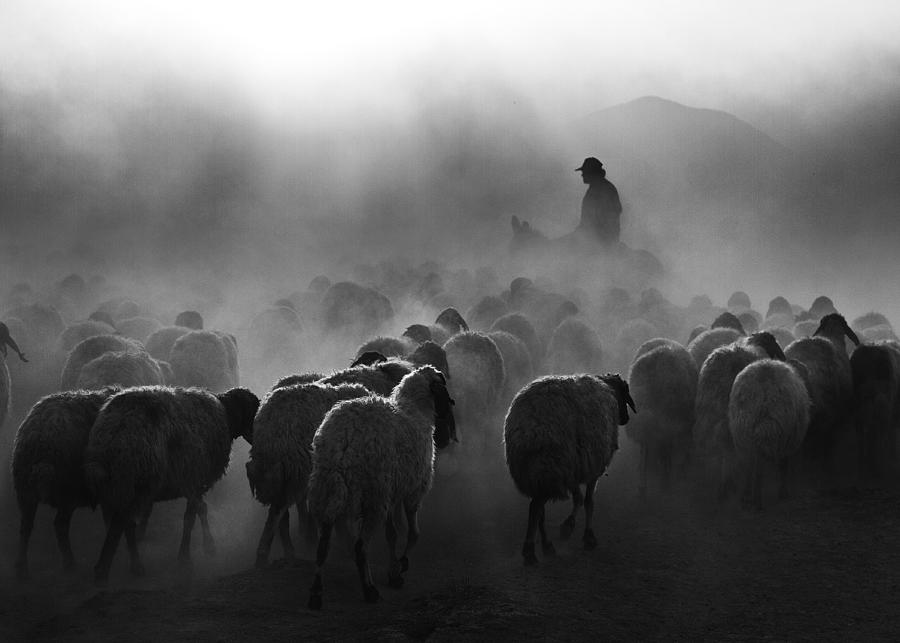 Shepherd #1 Photograph by Feyzullah Tun