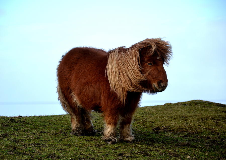 Shetland Pony #1 Photograph by By Guillaume Angibert