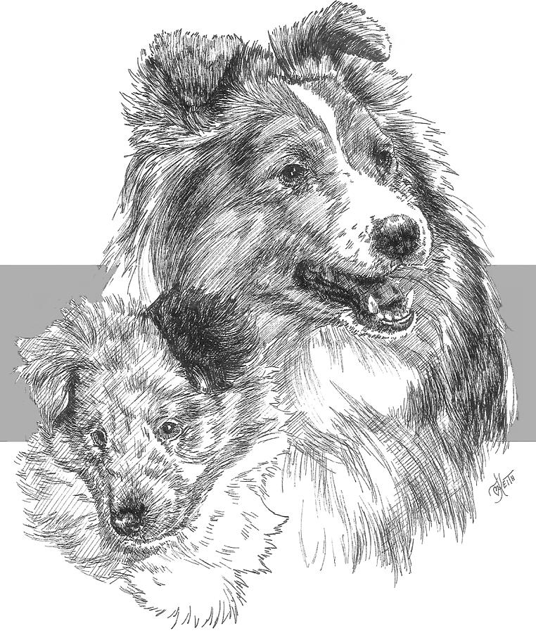 Herding Group Drawing - Shetland Sheepdog and Pup by Barbara Keith Herding Group Drawing - Shetland Sheepdog and Pup by Barbara Keith