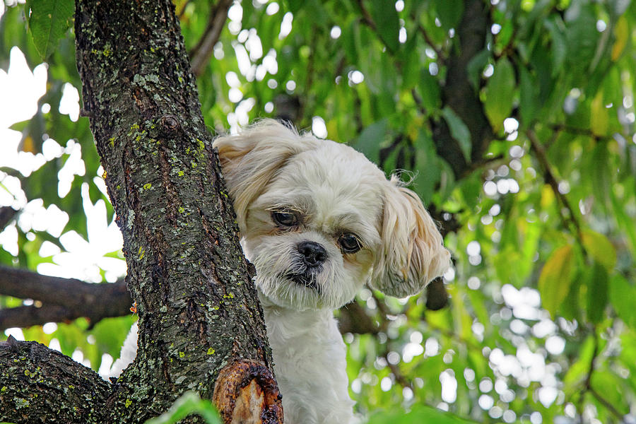 Shih Tzu Dog Attempting To Climb Tree #1 Digital Art by Claudia Uripos