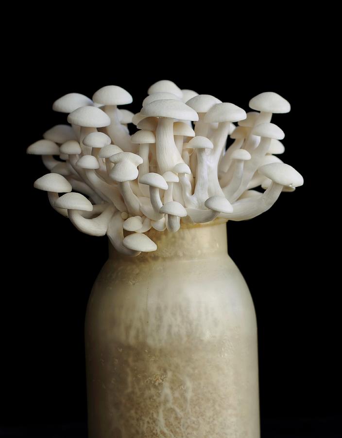 Shimeji Mushrooms In A Vase Against A Black Background #1 Photograph by ...