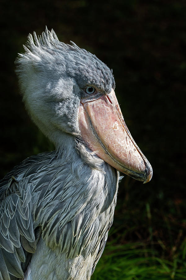 Shoe-billed Stork #1 Photograph by Arterra Picture Library