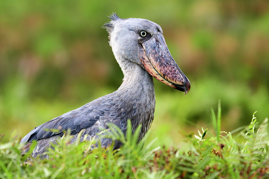 Shoebill Portrait. Swamps Of Mabamba, Lake Victoria #1 Photograph by Eric Baccega / Naturepl.com Shoebill Portrait. Swamps Of Mabamba, Lake Victoria #1 Photograph by Eric Baccega / Naturepl.com