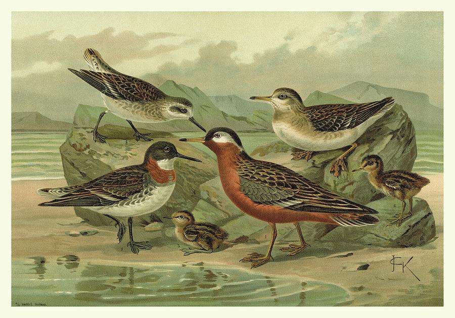 Bird Painting - Shore Gathering II #1 by Franz Eugen Kohler