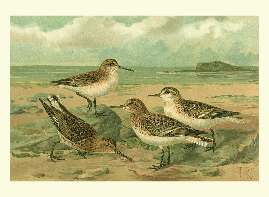 Bird Painting - Shore Gathering IIi #1 by Franz Eugen Kohler