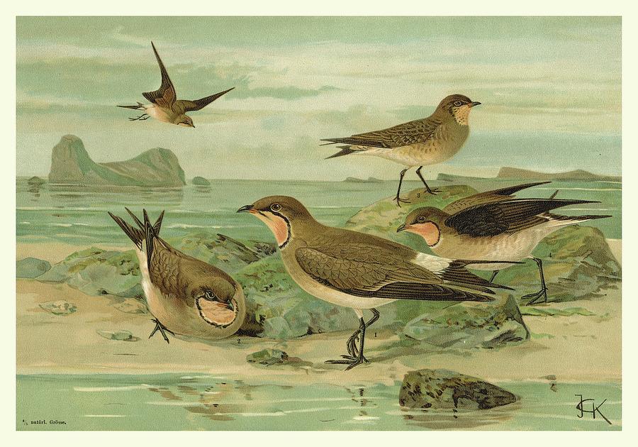 Bird Painting - Shore Gathering V #1 by Franz Eugen Kohler