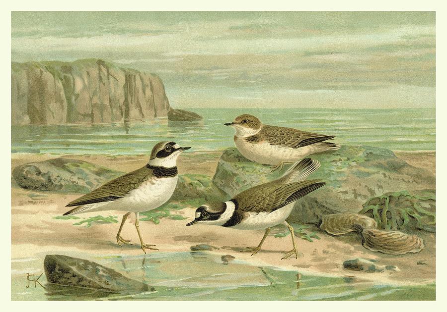 Bird Painting - Shore Gathering Vi #1 by Franz Eugen Kohler