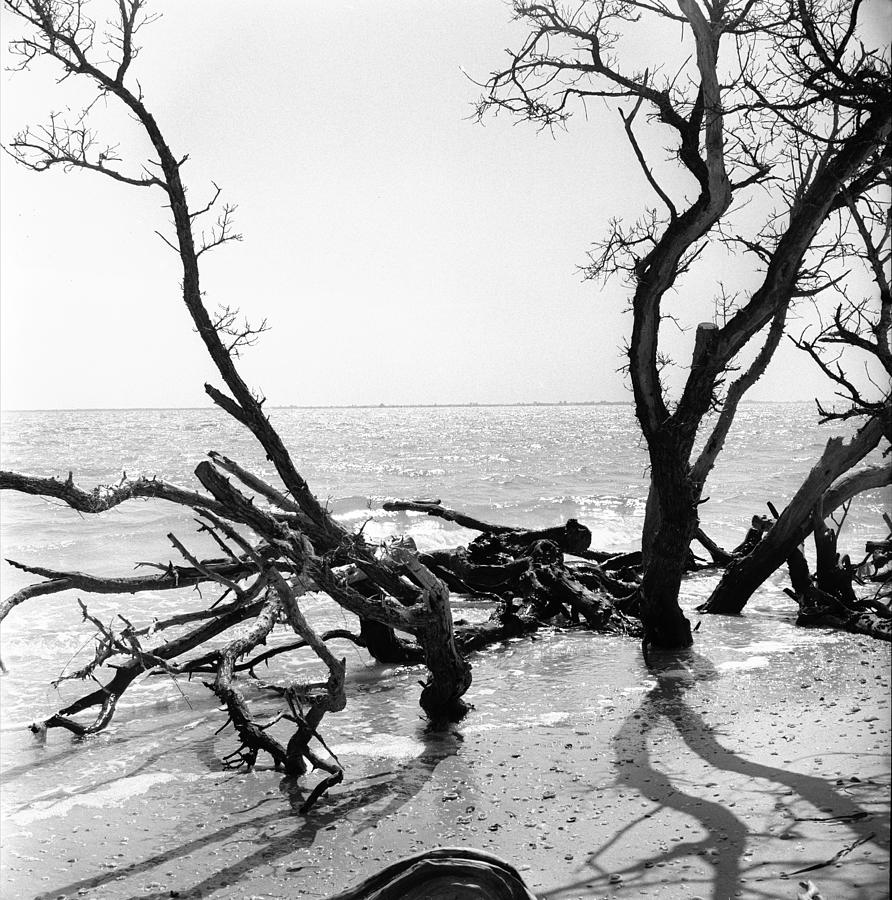 Shoreline #1 Photograph by Robert Natkin