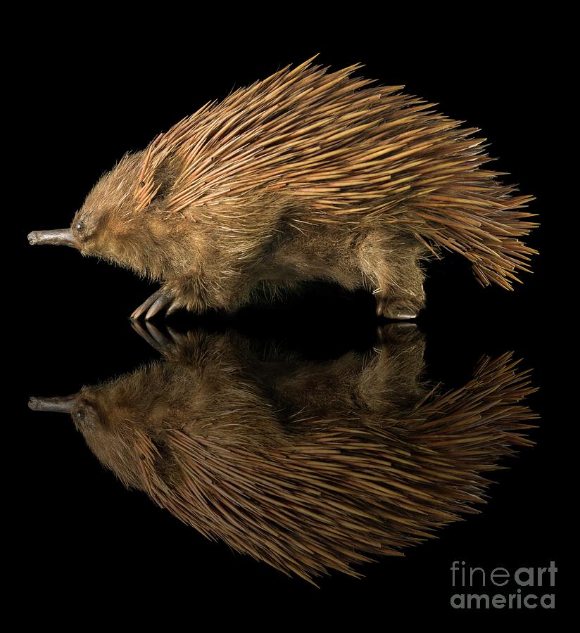Short-beaked Echidna #1 Photograph by Natural History Museum, London/science Photo Library