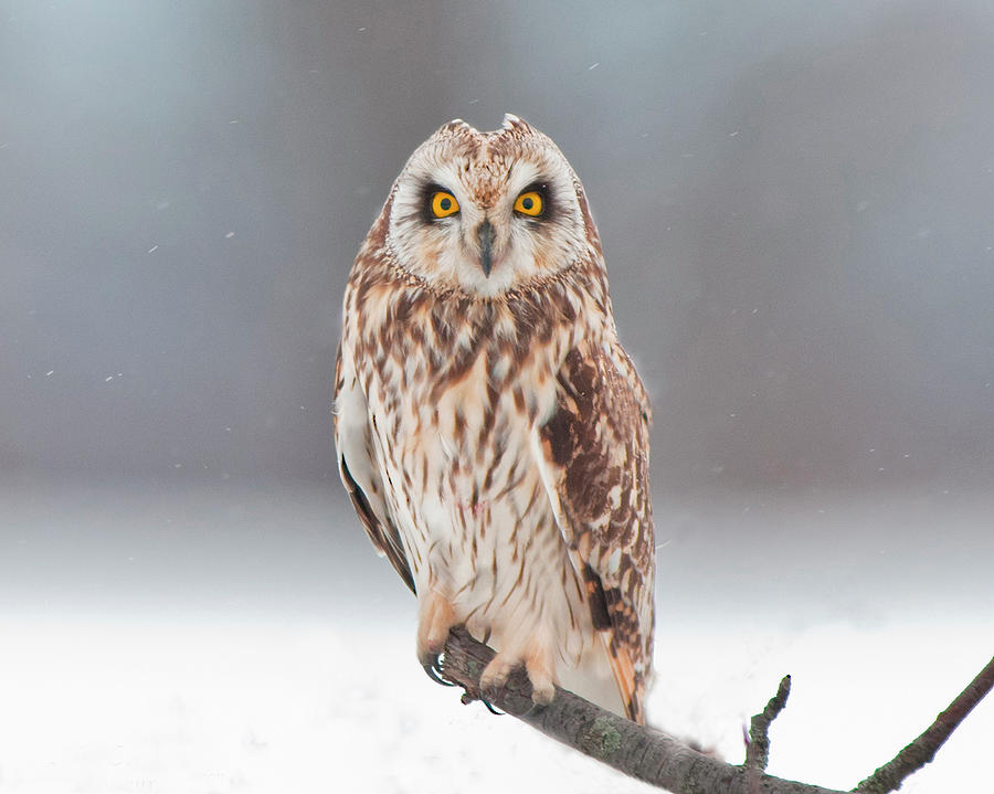 Short-eared Owl #1 Photograph by Cr Courson